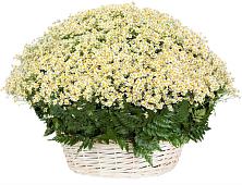 Цветочная композиция из Ромашки в корзине #REPLACE_PRED# Мандрово